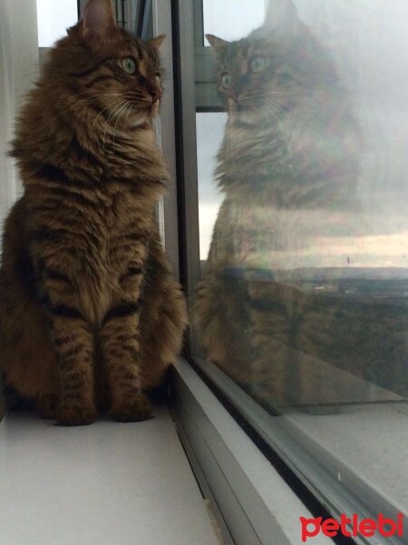 Norwegian Forest, Kedi  Toprak fotoğrafı