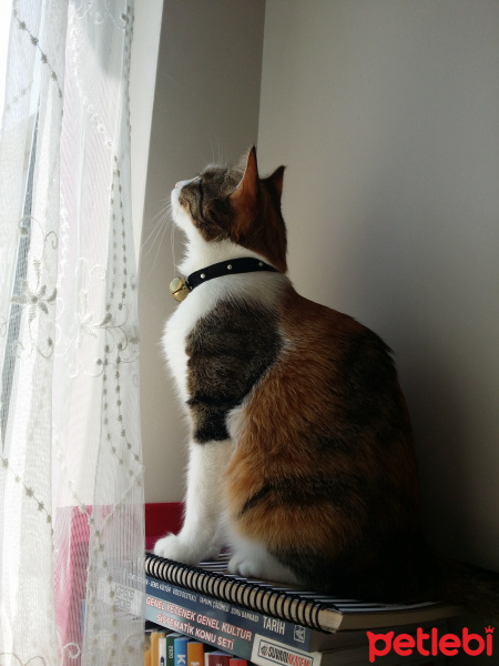 Tekir Kedi, Kedi  Elis fotoğrafı