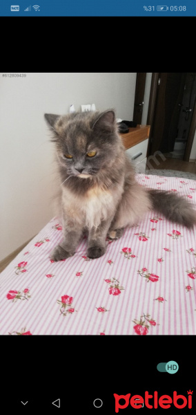 Chinchilla, Kedi  Miel fotoğrafı