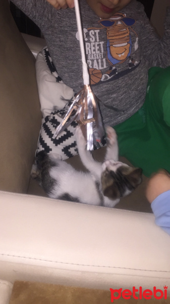 Tekir Kedi, Kedi  Şapşik fotoğrafı