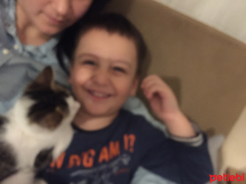 Tekir Kedi, Kedi  Şapşik fotoğrafı