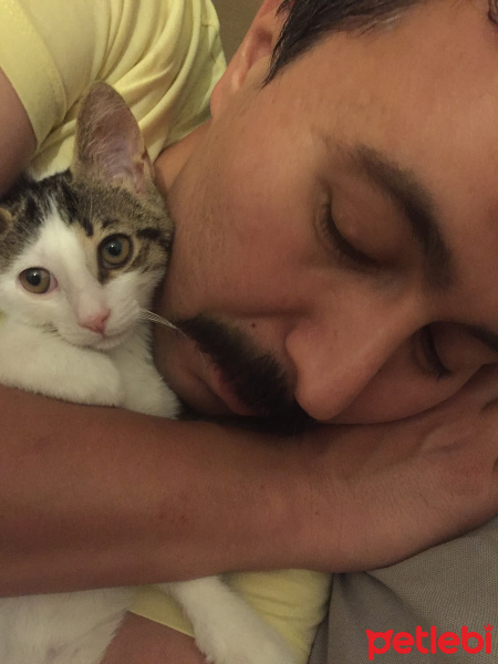 Tekir Kedi, Kedi  Şapşik fotoğrafı