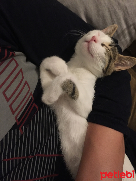 Tekir Kedi, Kedi  Şapşik fotoğrafı