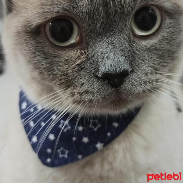 British Shorthair, Kedi  Nero fotoğrafı