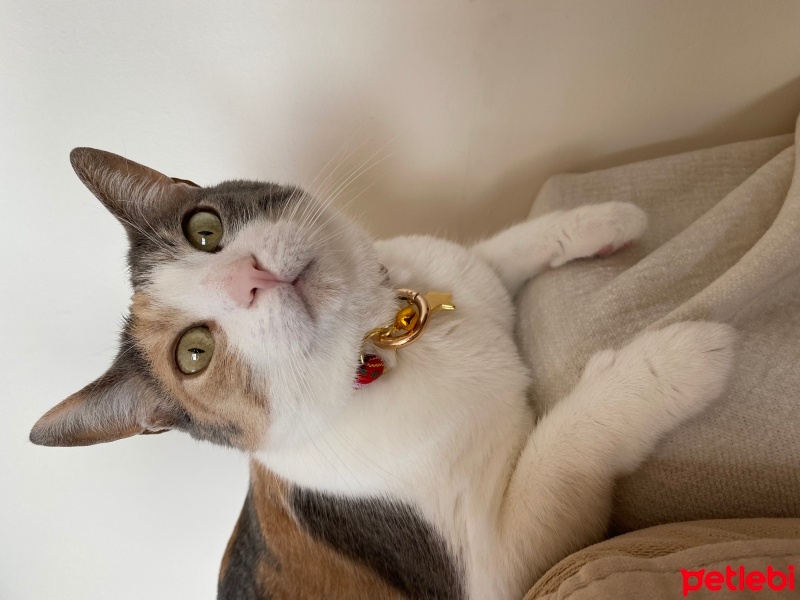 Tekir Kedi, Kedi  İda fotoğrafı