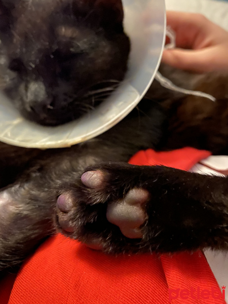 Bombay, Kedi  Helen fotoğrafı