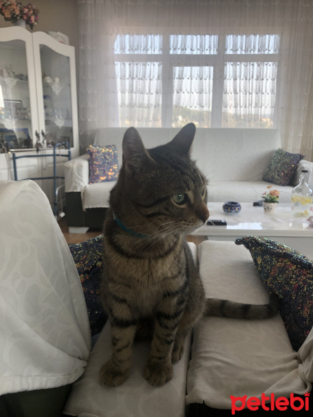 Tekir Kedi, Kedi  Minnoç fotoğrafı