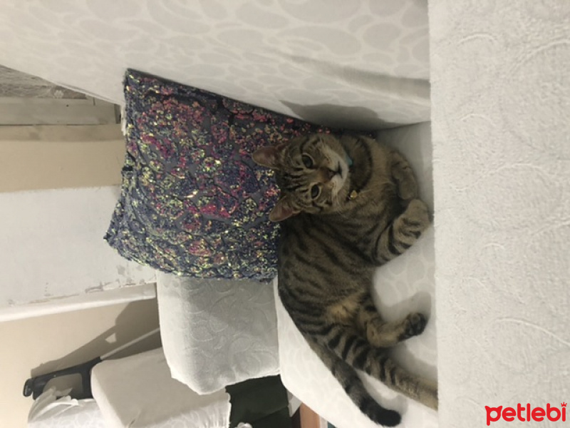 Tekir Kedi, Kedi  Minnoç fotoğrafı