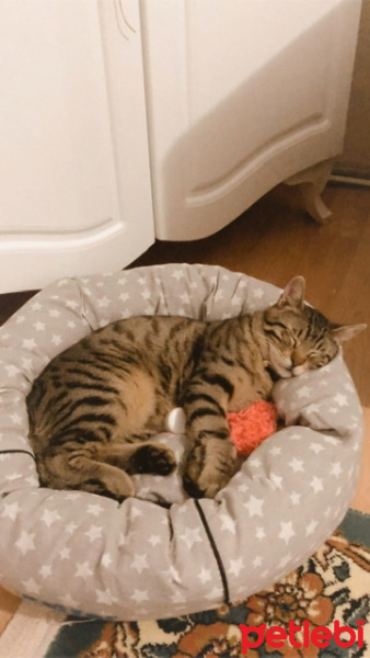 Tekir Kedi, Kedi  Minnoç fotoğrafı