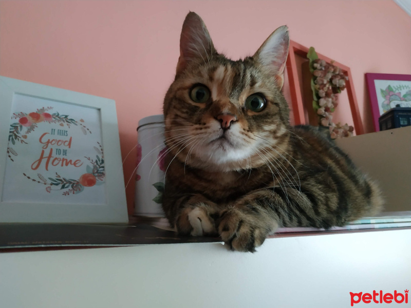 Tekir Kedi, Kedi  Alex fotoğrafı