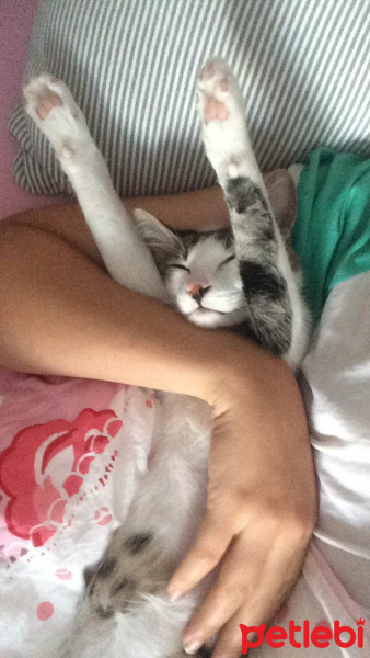 Tekir Kedi, Kedi  Zeo fotoğrafı