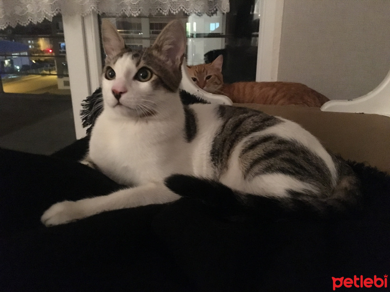 Tekir Kedi, Kedi  Zeo fotoğrafı