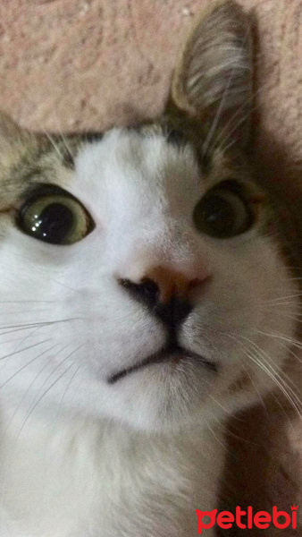 Tekir Kedi, Kedi  Zeo fotoğrafı