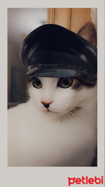 Tekir Kedi, Kedi  Zeo fotoğrafı