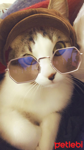 Tekir Kedi, Kedi  Zeo fotoğrafı