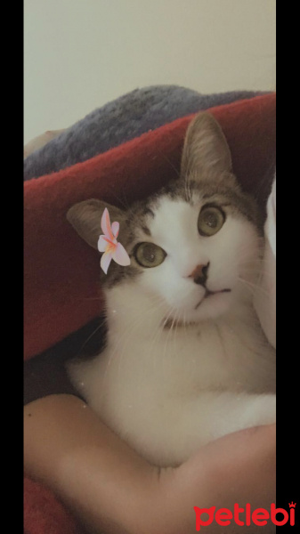 Tekir Kedi, Kedi  Zeo fotoğrafı