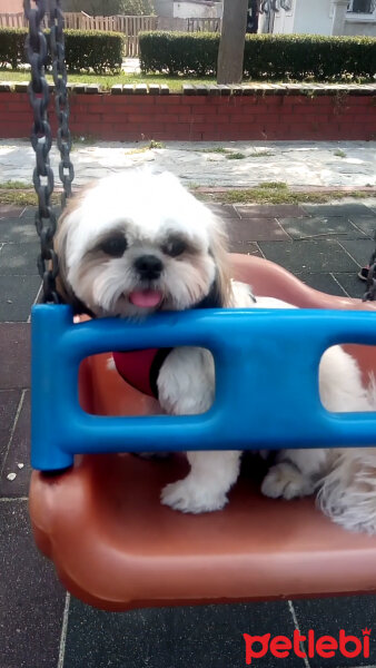 Shih Tzu, Köpek  Miki fotoğrafı