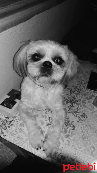 Shih Tzu, Köpek  Miki fotoğrafı