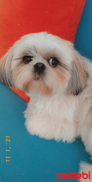 Shih Tzu, Köpek  Miki fotoğrafı