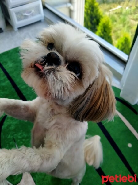 Shih Tzu, Köpek  Miki fotoğrafı