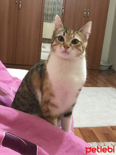 Tekir Kedi, Kedi  Minik fotoğrafı