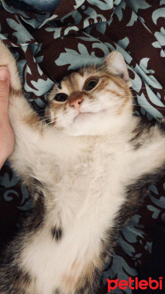 Tekir Kedi, Kedi  Minik fotoğrafı