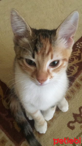 Tekir Kedi, Kedi  Minik fotoğrafı