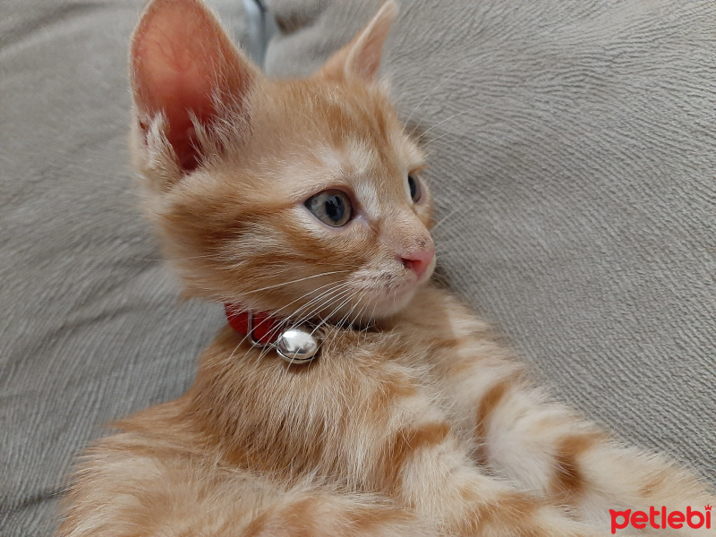 Sarman, Kedi  Leyla fotoğrafı