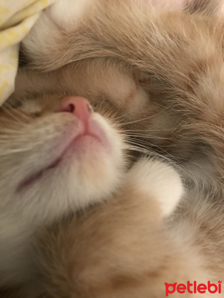 Tekir Kedi, Kedi  Kayısı fotoğrafı