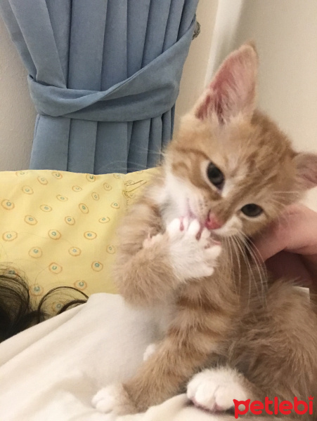 Tekir Kedi, Kedi  Kayısı fotoğrafı