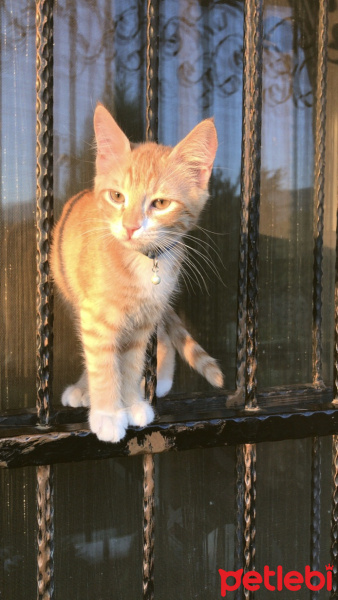 Tekir Kedi, Kedi  Kayısı fotoğrafı