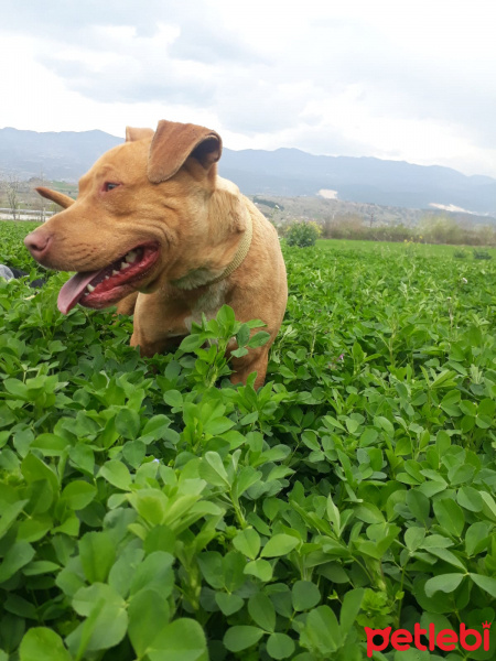 Amerikan Pitbull Terrier, Köpek  Paşa fotoğrafı