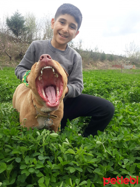 Amerikan Pitbull Terrier, Köpek  Paşa fotoğrafı