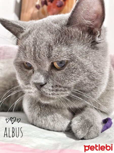 British Shorthair, Kedi  Albus Dumbledore fotoğrafı