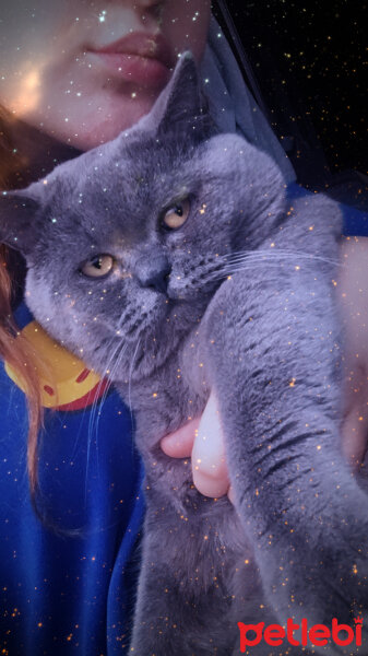 British Shorthair, Kedi  Albus Dumbledore fotoğrafı