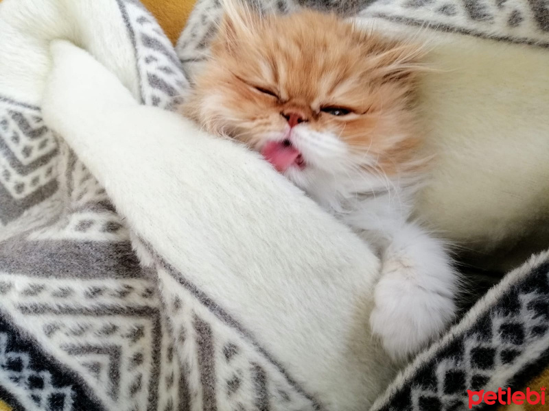 Chinchilla, Kedi  Simba fotoğrafı