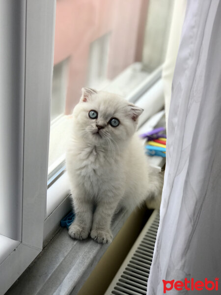 Scottish Fold, Kedi  Sütlaç fotoğrafı