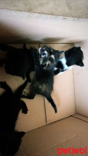 Tekir Kedi, Kedi  Tarçın pamuk çakıl Siyah fotoğrafı