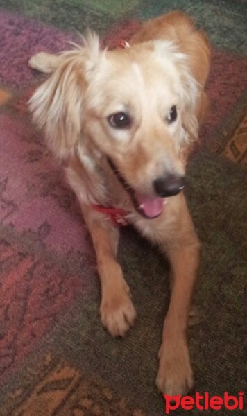 Golden Retriever, Köpek  Bambam fotoğrafı