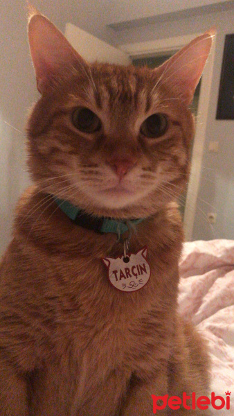 Sarman, Kedi  Tarçın fotoğrafı