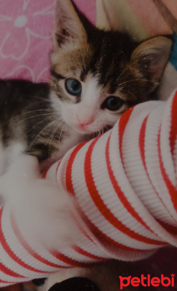 Tekir Kedi, Kedi  Mia fotoğrafı