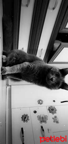 British Shorthair, Kedi  Bulut fotoğrafı