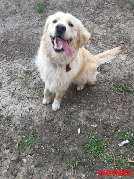 Golden Retriever, Köpek  ALEX fotoğrafı