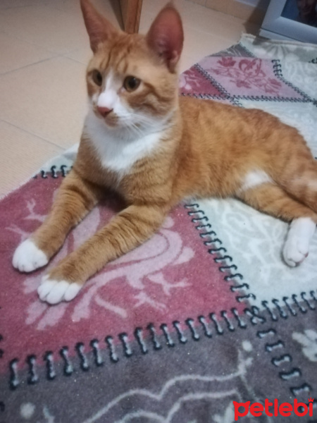 Tekir Kedi, Kedi  Şanslı fotoğrafı