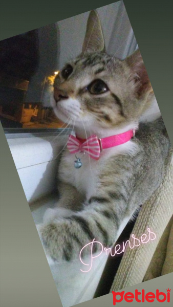Tekir Kedi, Kedi  Prenses fotoğrafı