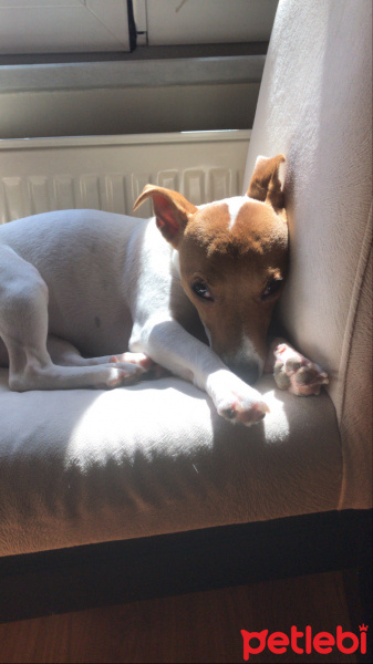 Jack Russell Terrier, Köpek  Hera fotoğrafı