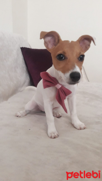 Jack Russell Terrier, Köpek  Hera fotoğrafı