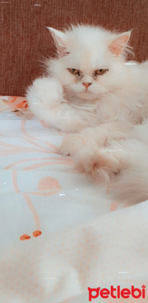 İran Kedisi (Persian), Kedi  Casper fotoğrafı