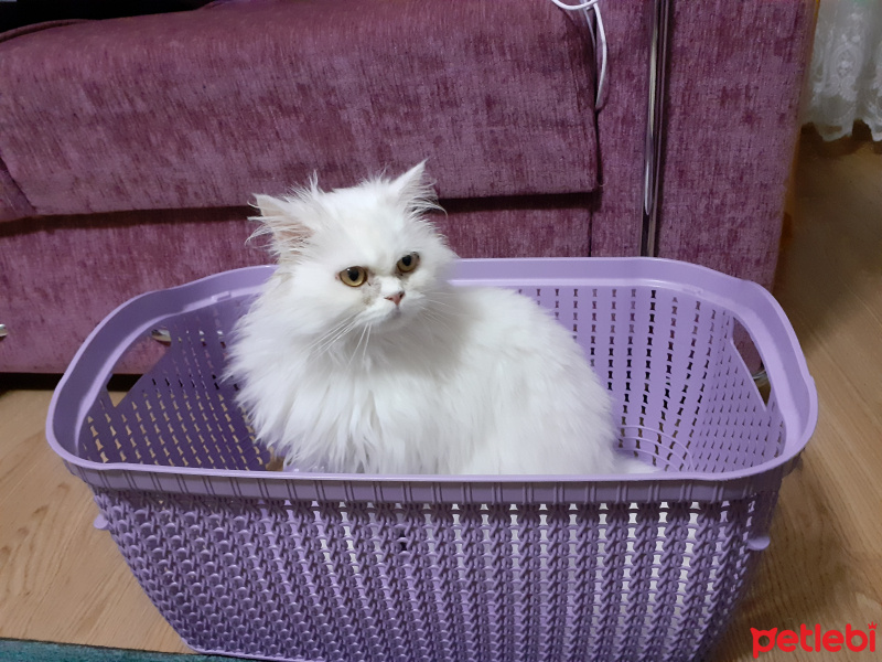 İran Kedisi (Persian), Kedi  Casper fotoğrafı