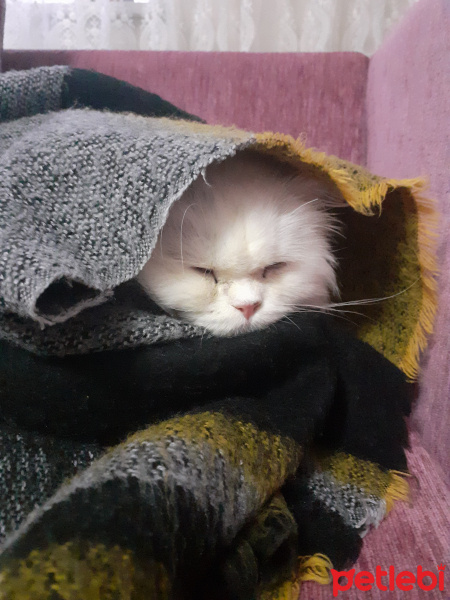 İran Kedisi (Persian), Kedi  Casper fotoğrafı